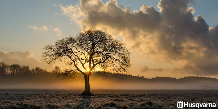 El quercus pyrenaica, uno de los árboles más extendidos en la Península Ibérica