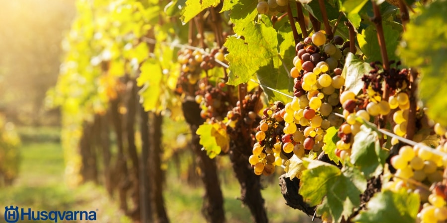 Botrytis, una de las enfermedades más comunes de los cultivos hortícolas