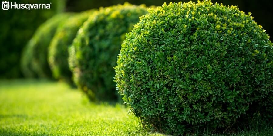 Buxus sempervirens, el pequeño arbusto de uso ornamental