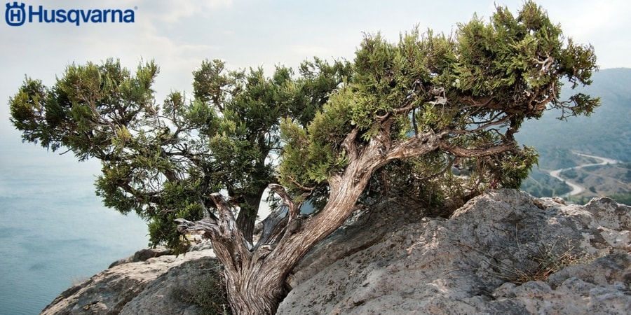 Juniperus communis, la planta leñosa que resiste condiciones extremas