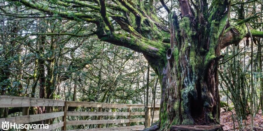 Taxus baccata: el árbol poco exigente, resistente y extremadamente longevo.
