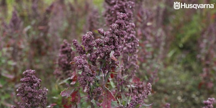 quinoa-planta