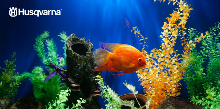 Musgo de Java, la planta de decoración de acuarios.