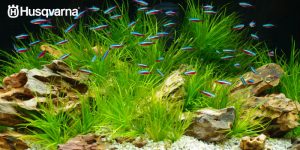 Musgo de Java, la planta de decoración de acuarios.