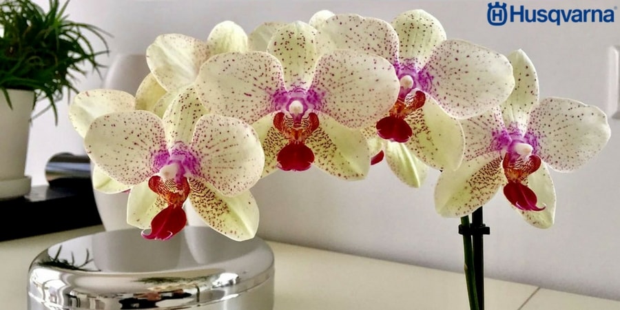 Decora tu casa con la orquídea, la planta de preciosas flores