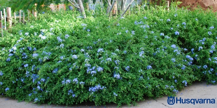 Todo lo que necesitas saber sobre el plumbago, el arbusto perenne.