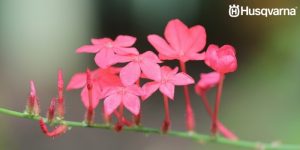 Todo lo que necesitas saber sobre el plumbago, el arbusto perenne