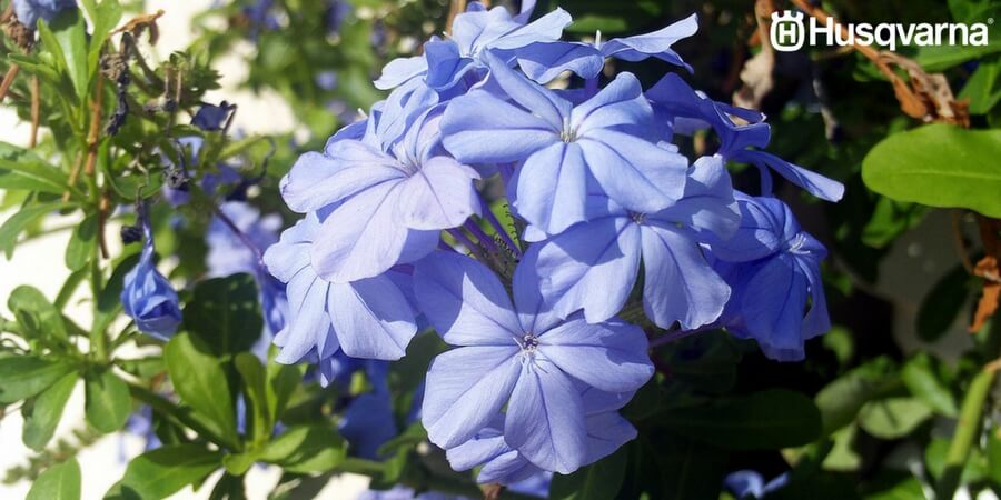 Todo lo que necesitas saber sobre el plumbago, el arbusto perenne trepador