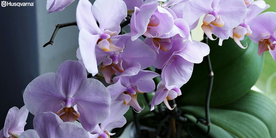 La orquídea dendrobium, una de las especies con más variedades