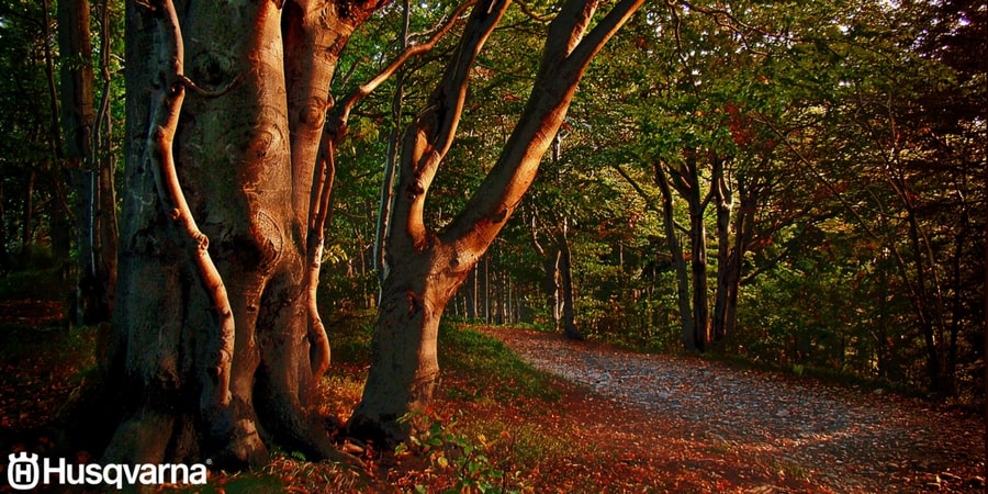 Fagus sylvatica, una de las especies más cultivadas en el territorio peninsular