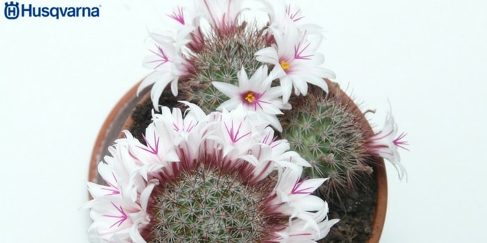 mammillaria