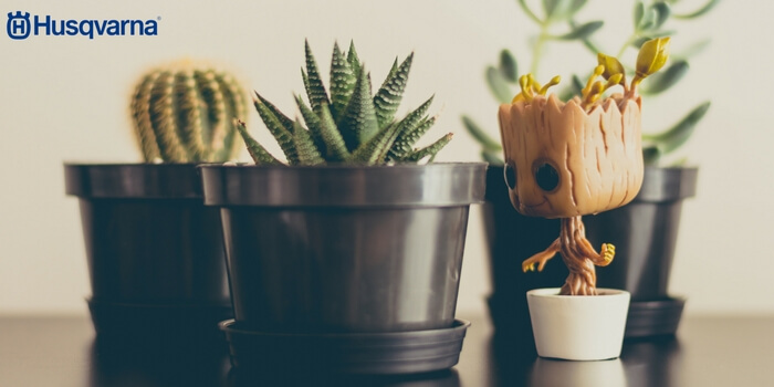 tipos-de-cactus