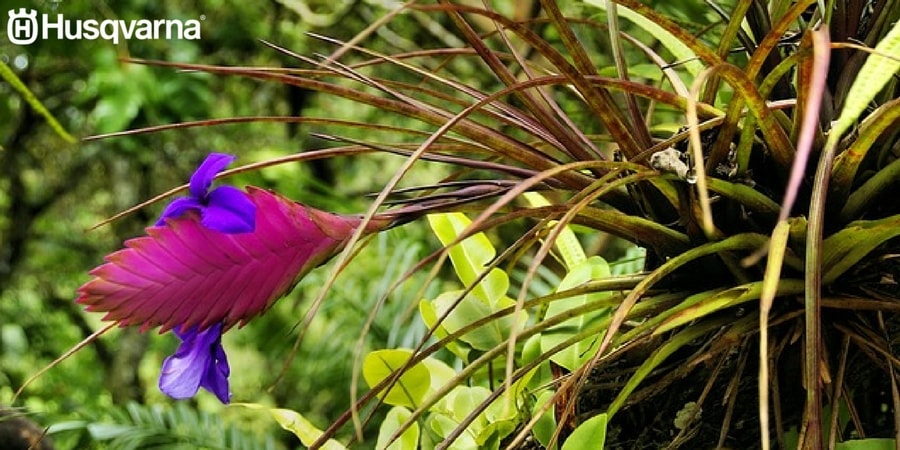 Cónocelo todo sobre la Tillandsia, la especie de fácil cultivo