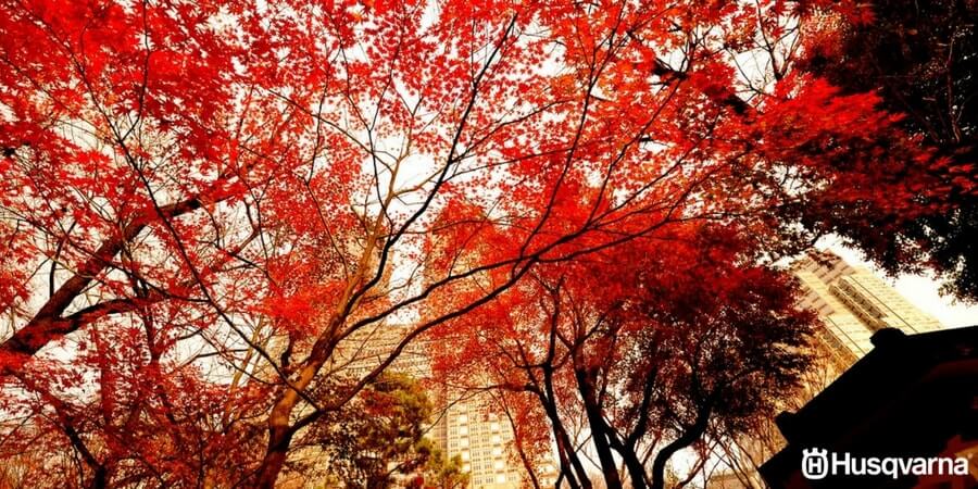 Acer palmatum, el árbol asiático perfecto para decorar