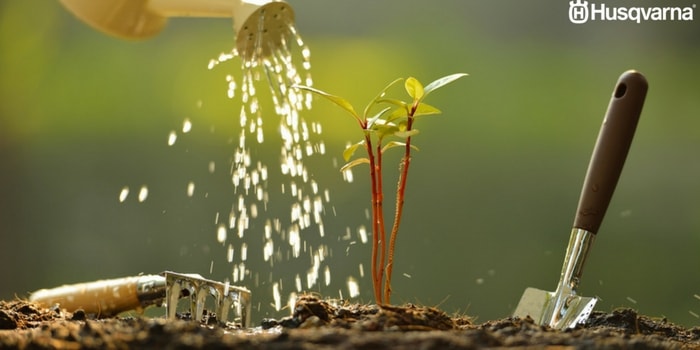riego-de-planta