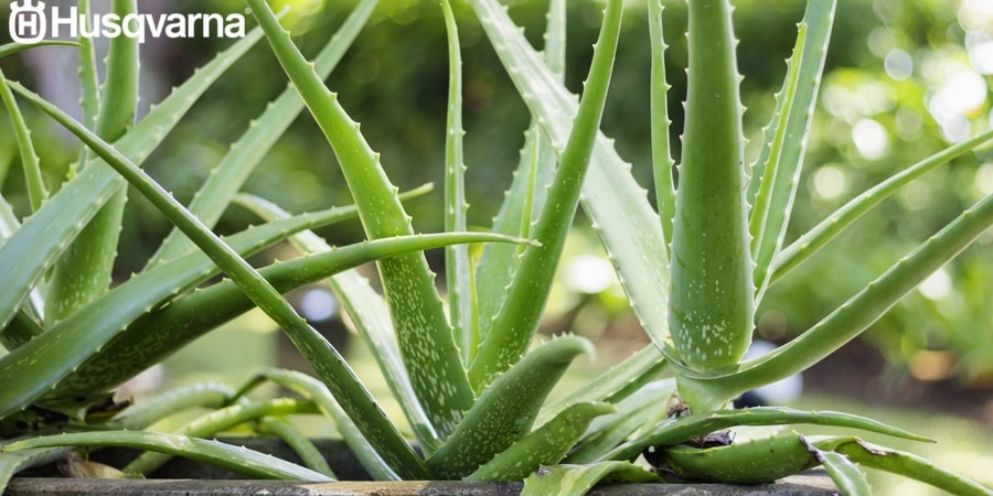 Las propiedades del Aloe vera y sus usos medicinales