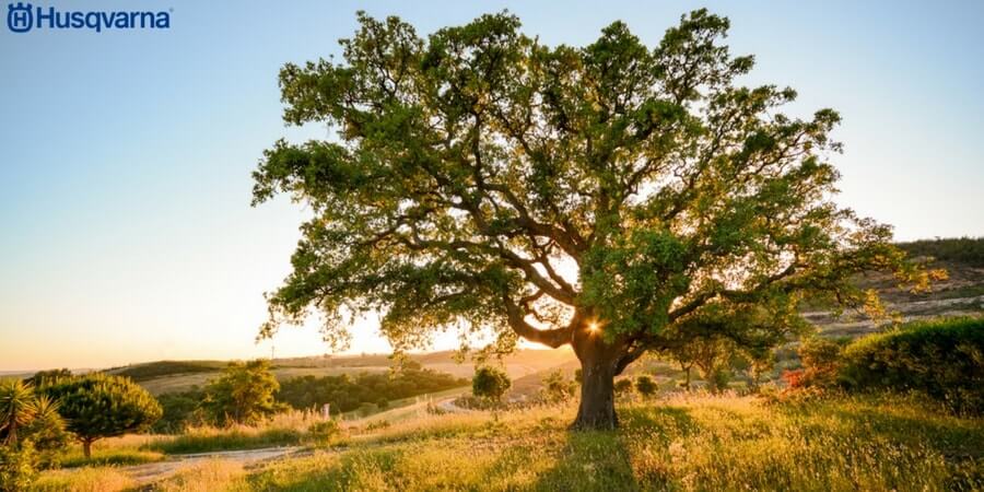 Quercus suber, el árbol perennifolio productor de corcho