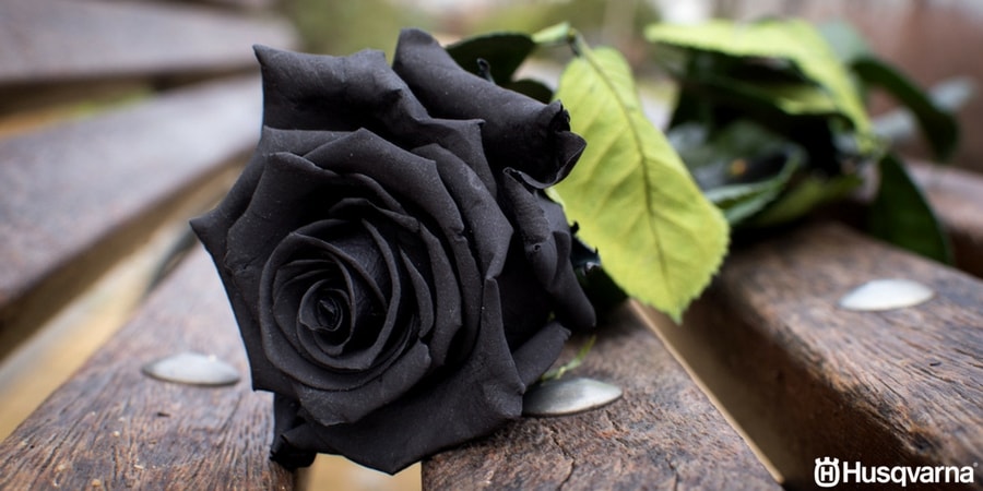 Rosas negras, ¿mito o realidad?