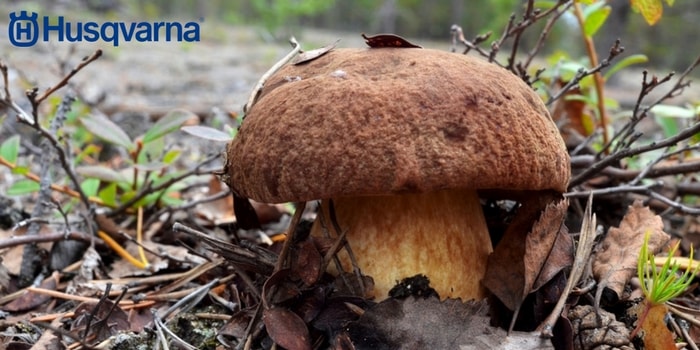 Boletus Pinicola El Hongo De Propiedades Saludables E Interes Culinario Jardines Y Mucho Mas En Todohusqvarna