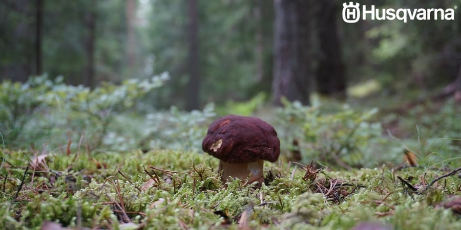 Boletus pinicola, el hongo de gran interés culinario