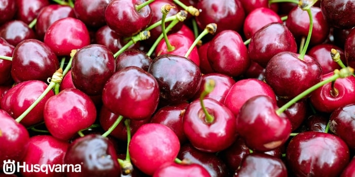 frutas época otoño chile
