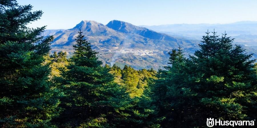 Pinsapo, el árbol de porte elegante y de gran interés ornamental