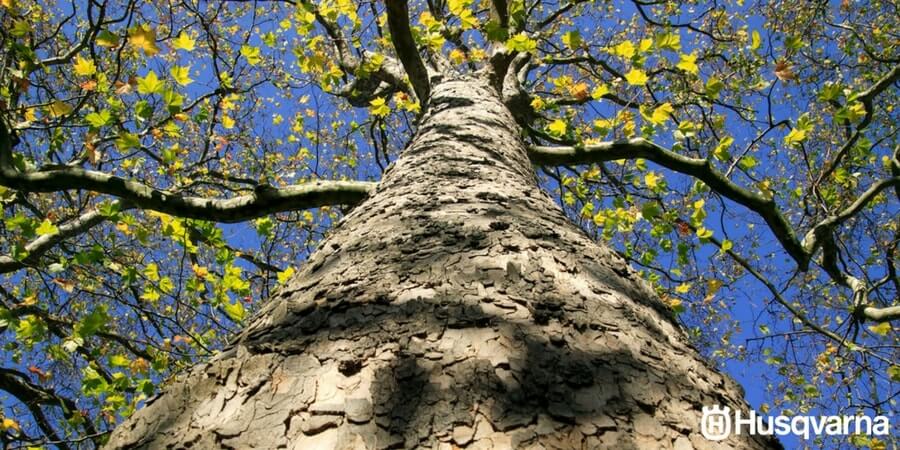 Plátano de sombra, el árbol perfecto para los jardines urbanos