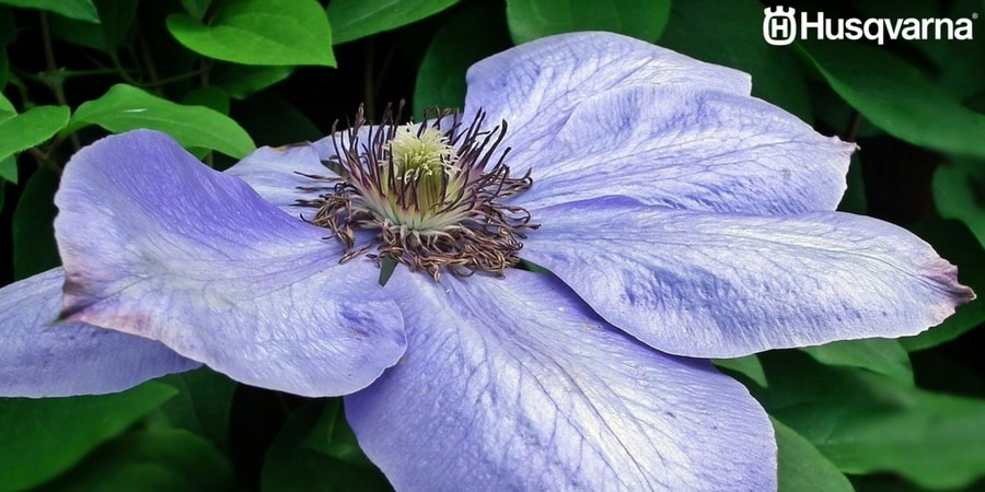 Decora tu jardín y tu casa con Clematis, las plantas de preciosas flores