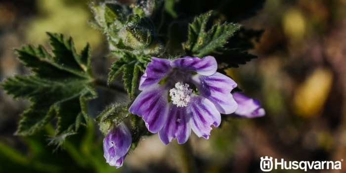 Malva La Planta Con Propiedades Beneficiosas Para La Salud