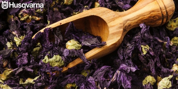 malva-flores-secas