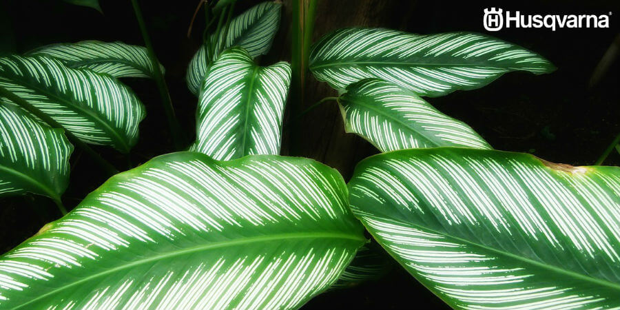 Decora tu casa con Calathea, la planta de hojas verdes y violetas
