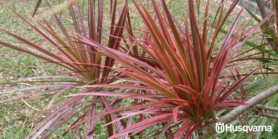 Dracaena marginata, la planta de Madagascar