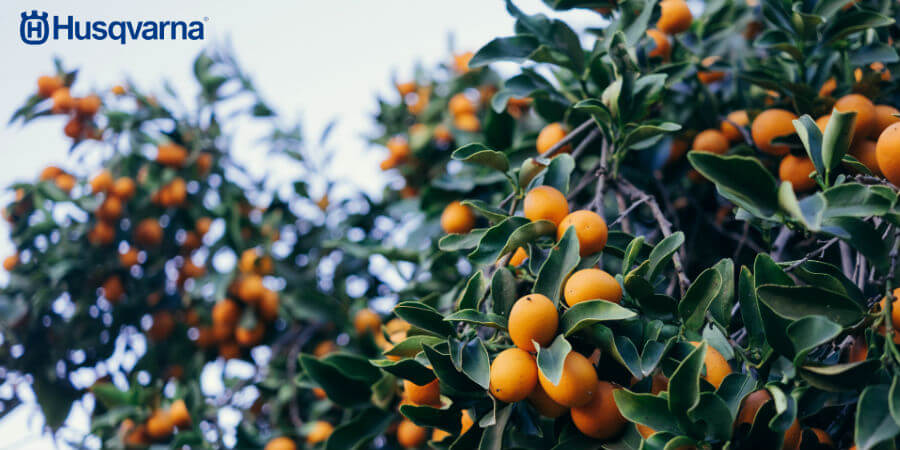 Kumquat, el árbol de las naranjas enanas