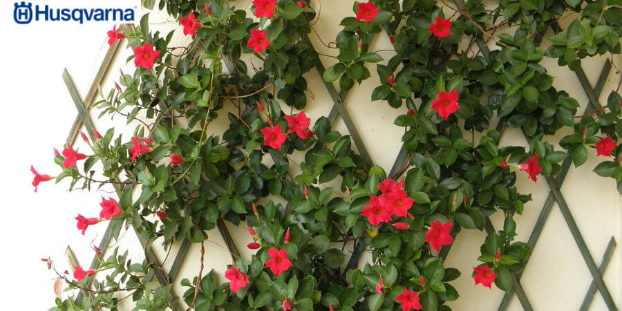 ¿Cómo se cultiva una dipladenia?
