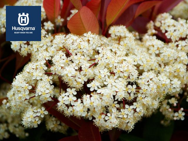 flores-de-photinia