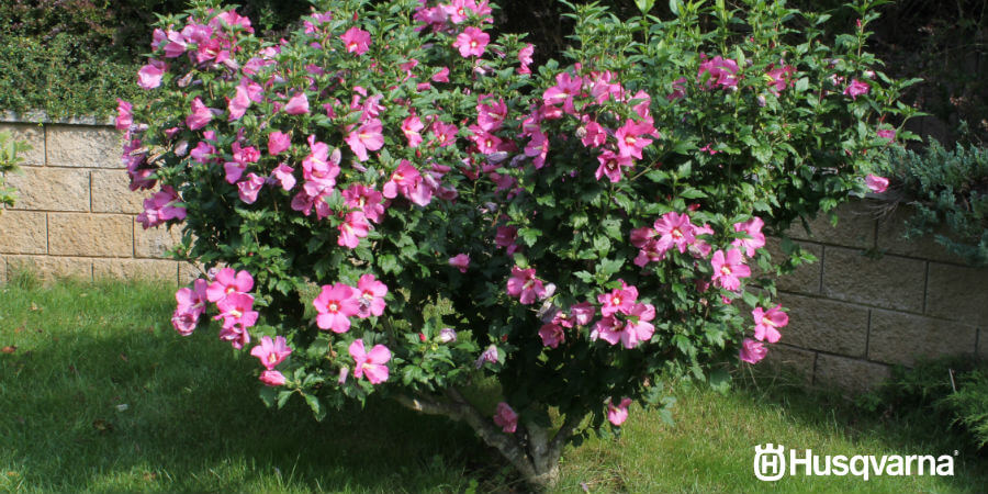 Aprende a cultivar Hibiscus syriacus, el arbusto de preciosas flores