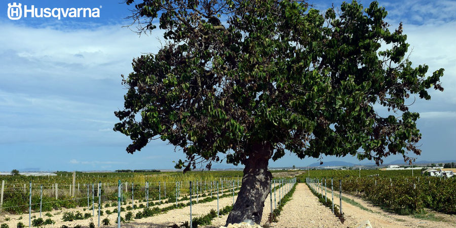 Morus alba, el árbol de los gusanos de seda