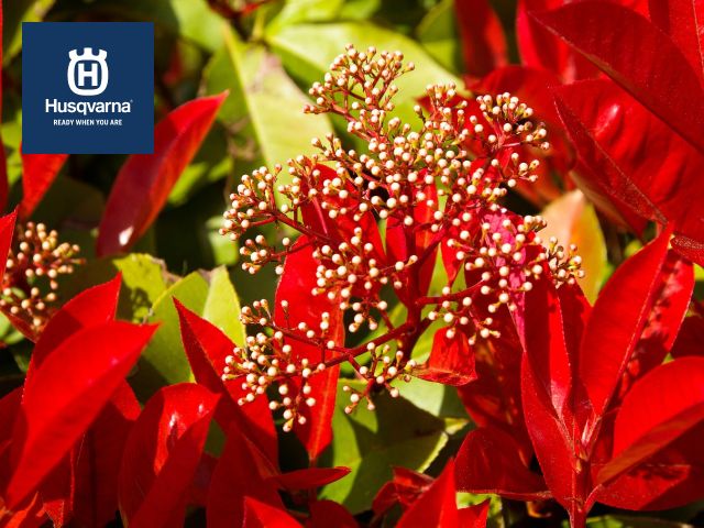 photinia-floración