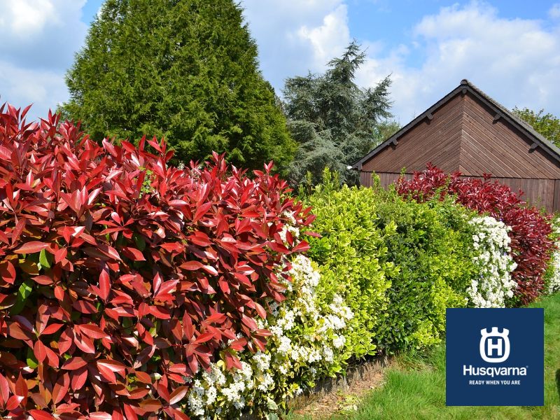 Decora tu jardín con Photinia, el arbusto rojo perfecto para formar setos