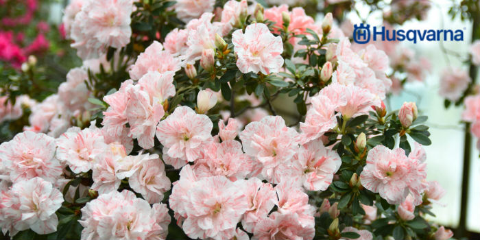 Flor de la azalea