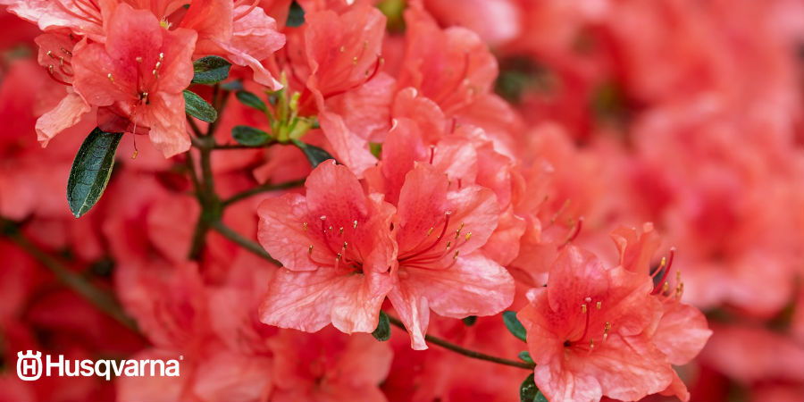 Para una explosión de color, cultiva la azalea