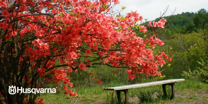 arbusto azalea