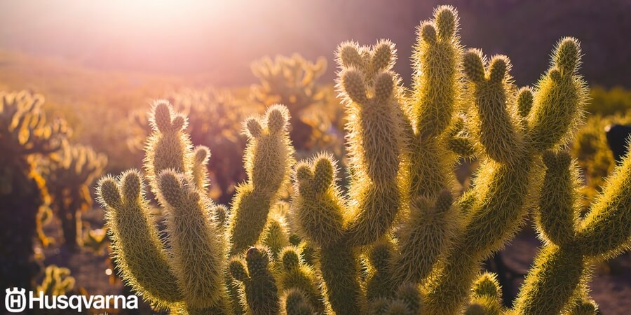 Todo sobre los cactus: Características y variedades más comunes