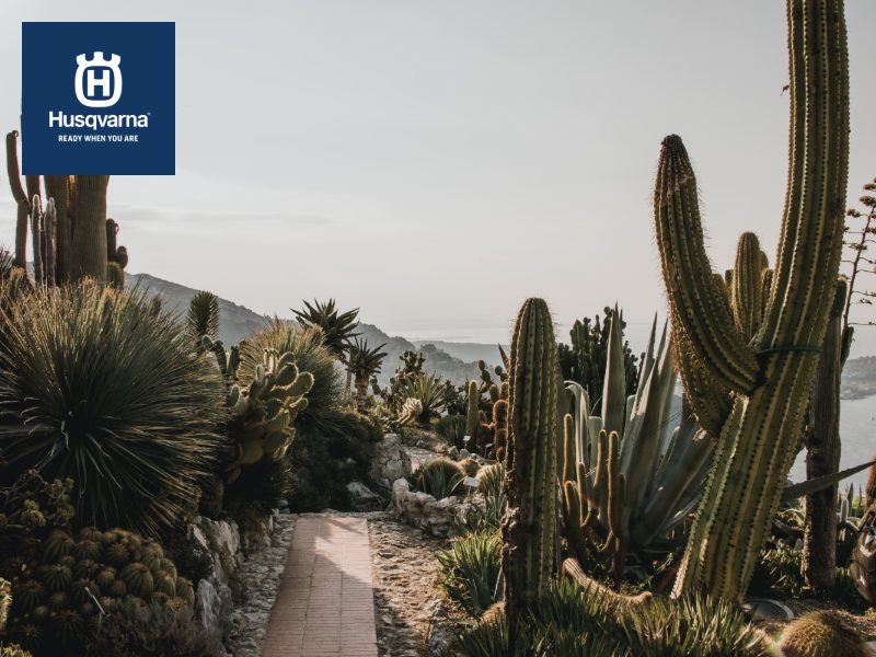 Todo sobre los cactus, las plantas de moda en decoración