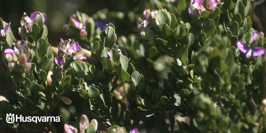 Polygala, un toque malva en tu jardín durante todo el año