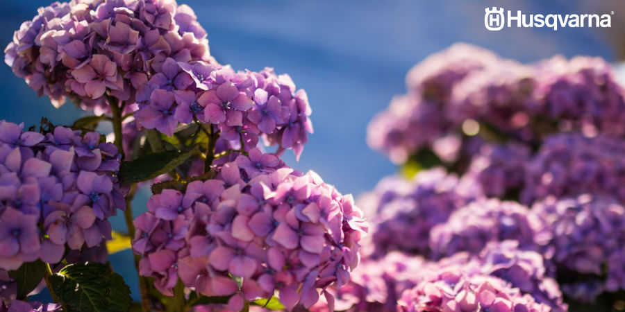 Cómo podar hortensias: Todo lo que necesitas saber de este proceso