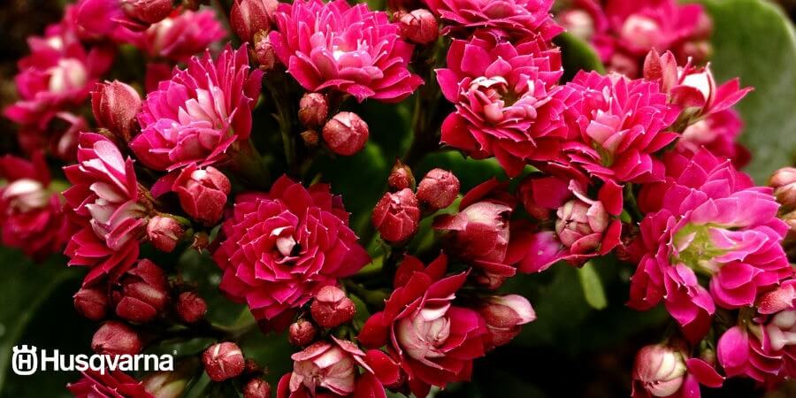 ¿Cuáles son los cuidados que necesita el kalanchoe?