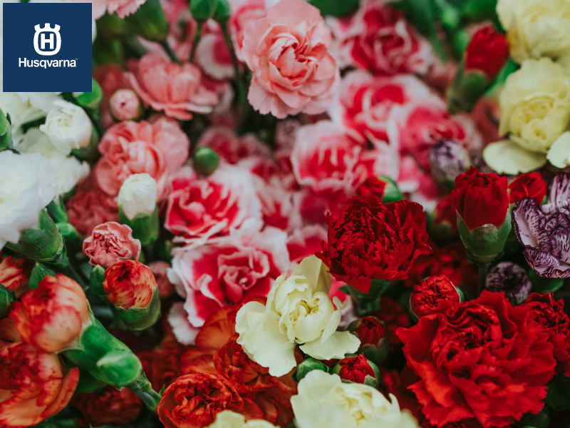 Si buscas una planta con flor, perfumada y de sencillo mantenimiento, quédate con el clavel