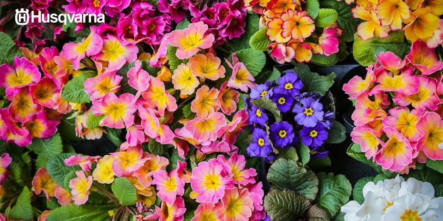 ¿Quieres un jardín colorido? Planta una prímula