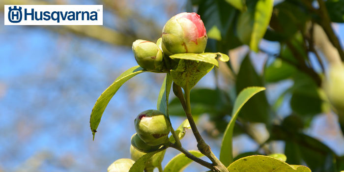 camelia-brote